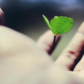 A leaf falling into a hand.